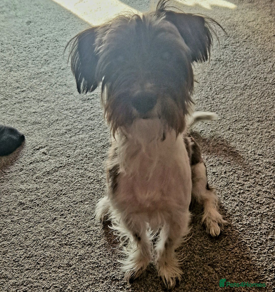 Yorkshire Terrier dogs for sale: Yorkshire terrier 2yr old  - Image 8