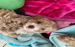 Maltipoo dogs for sale: Beautiful, health tested maltipoos  - Image 11