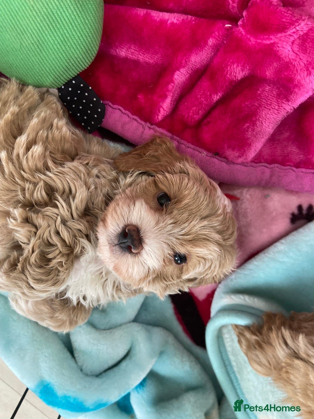 Maltipoo dogs for sale: Beautiful, health tested maltipoos  - Image 11