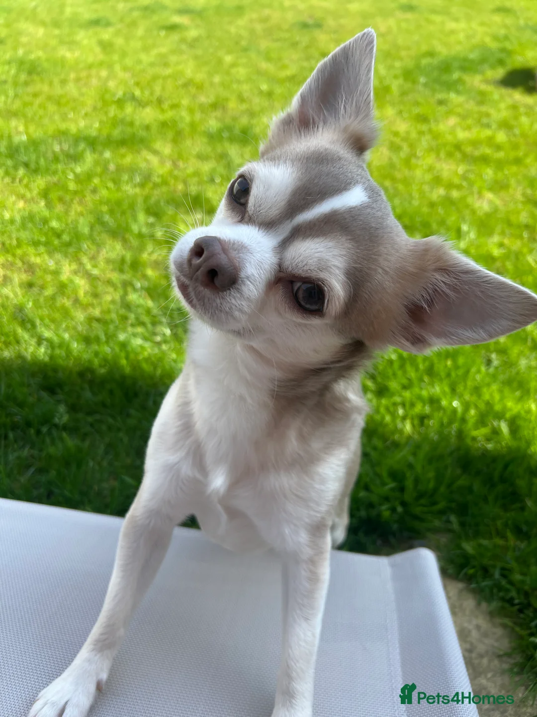 Chihuahua dogs for stud: Unique Chihuahua for Stud 🐾 in Southampton - Advert 10