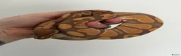 Python Snake reptiles for sale: Ultramel Royal Python with Vivarium - Advert 3