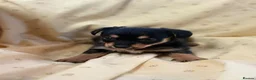 Jack Russell dogs for sale: Miniature Jack Russle puppies - Advert 14