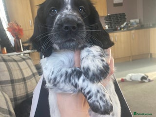 Sprocker dogs Sprocker spaniel - Advert 1