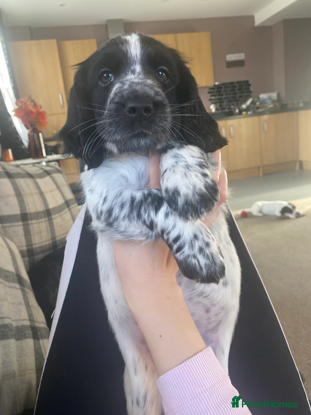 Sprocker dogs for sale: Sprocker spaniel  - Advert 1