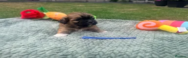 Lhasa Apso 2