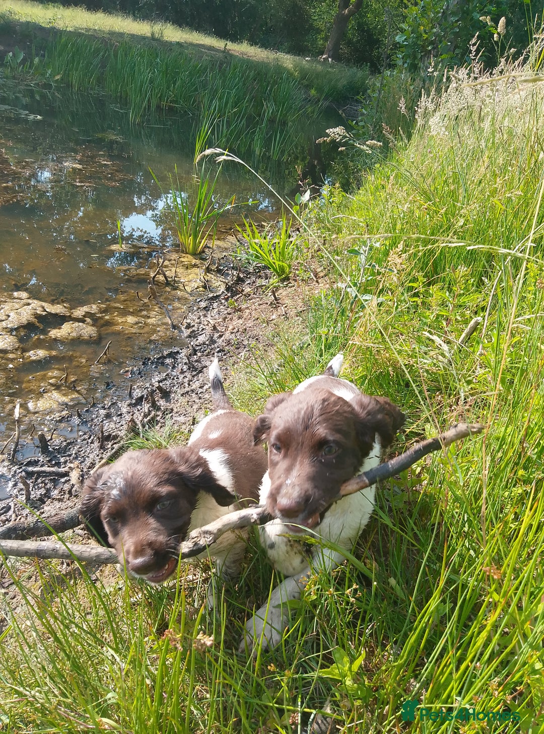 English Springer Spaniel dogs for sale: Working Springer Spaniel puppies in Thetford - Image 1