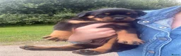 Rottweiler dogs for sale: Stunning KC Registered Rottweilers - Advert 6