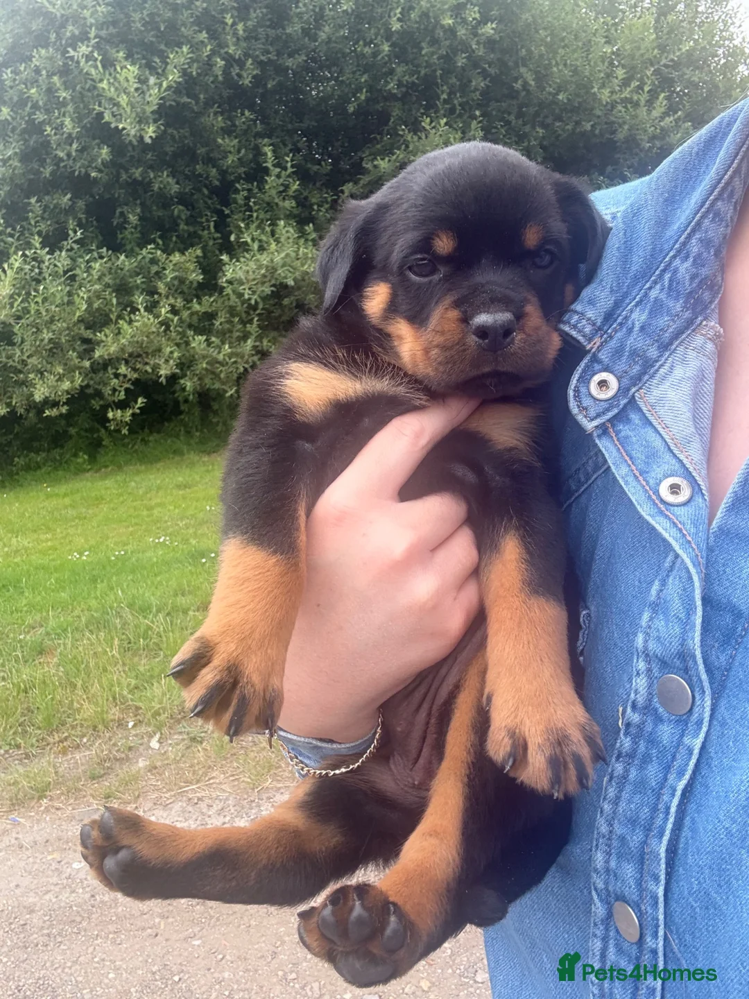 Rottweiler dogs for sale: Stunning KC Registered Rottweilers - Advert 6