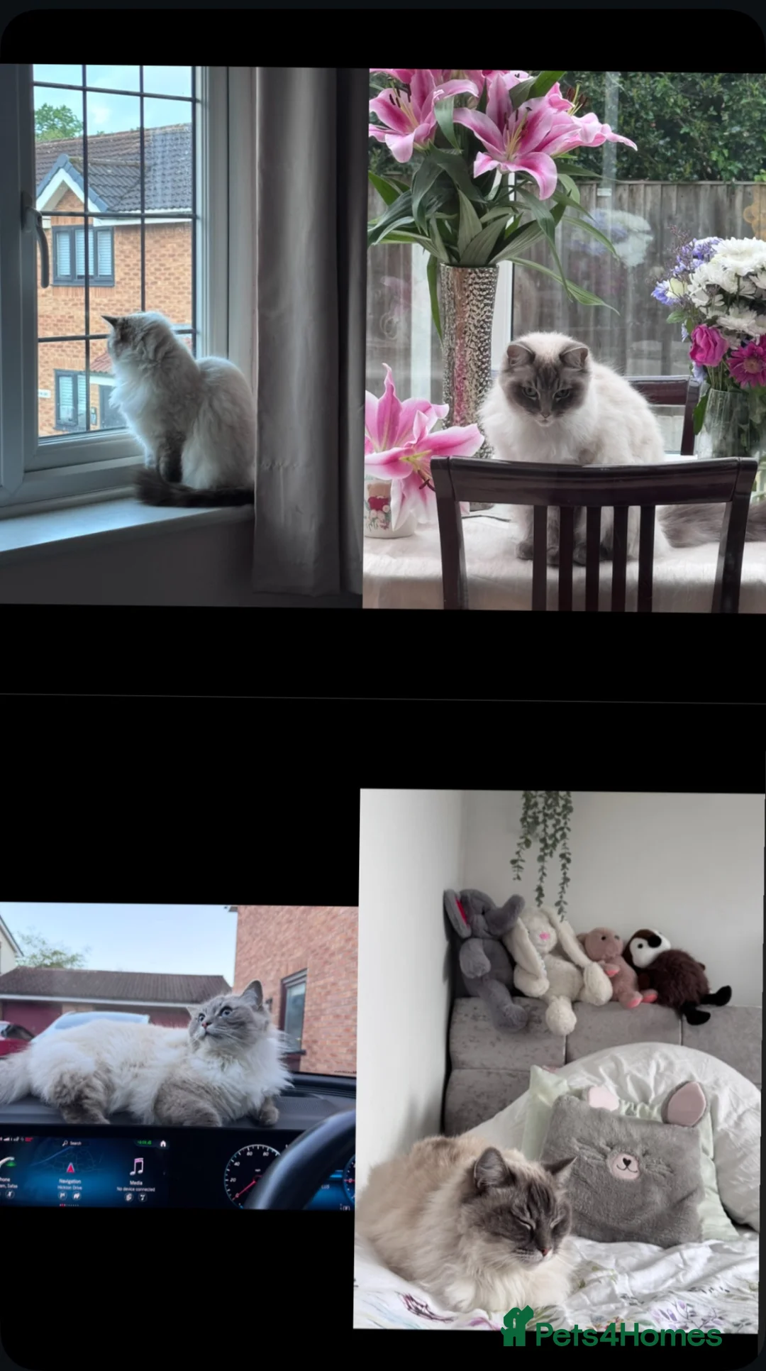 Ragdoll cats for sale: Lara ragdoll - Advert 2