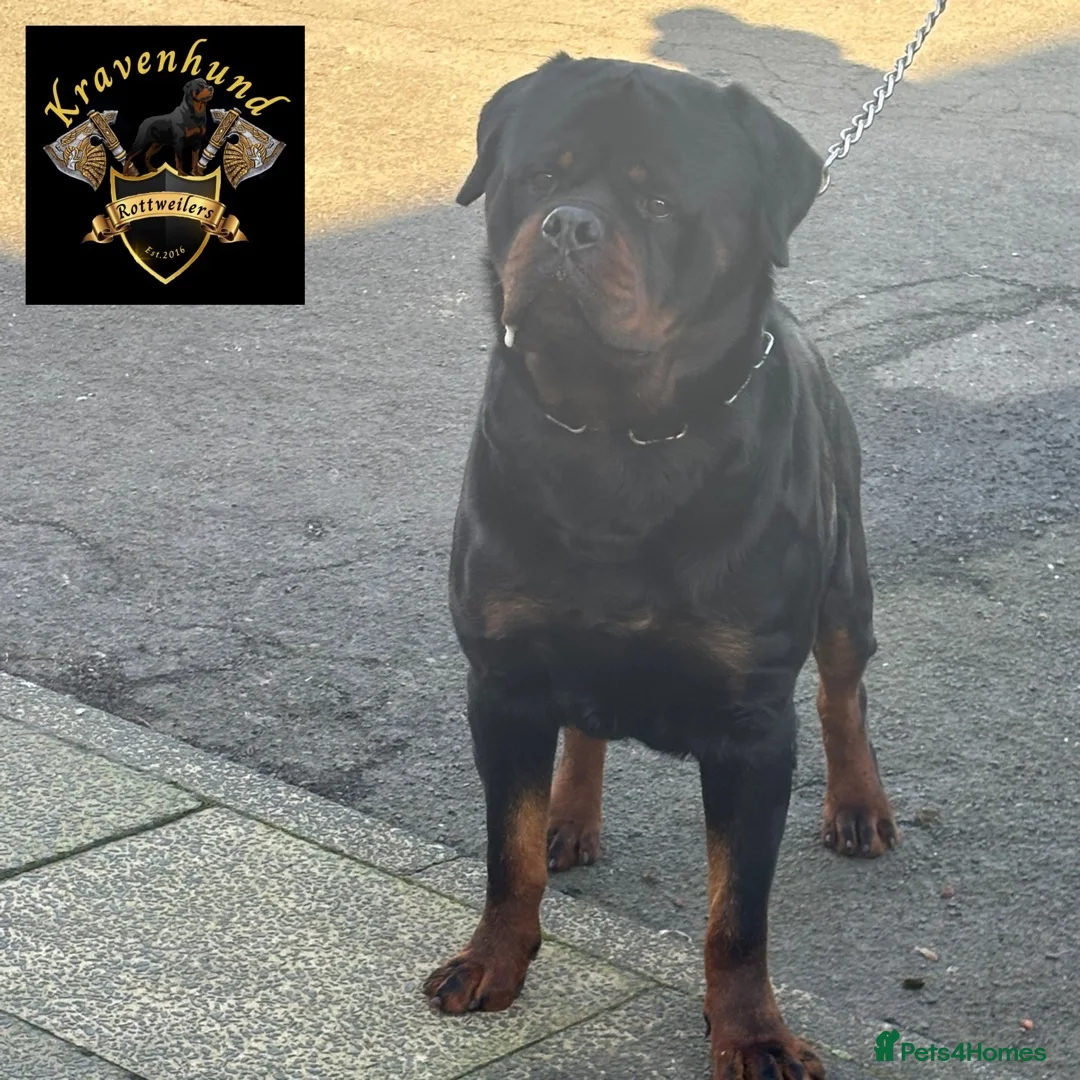 Rottweiler dogs for sale: Champion Rottweiler KC Registered Puppies - Advert 2