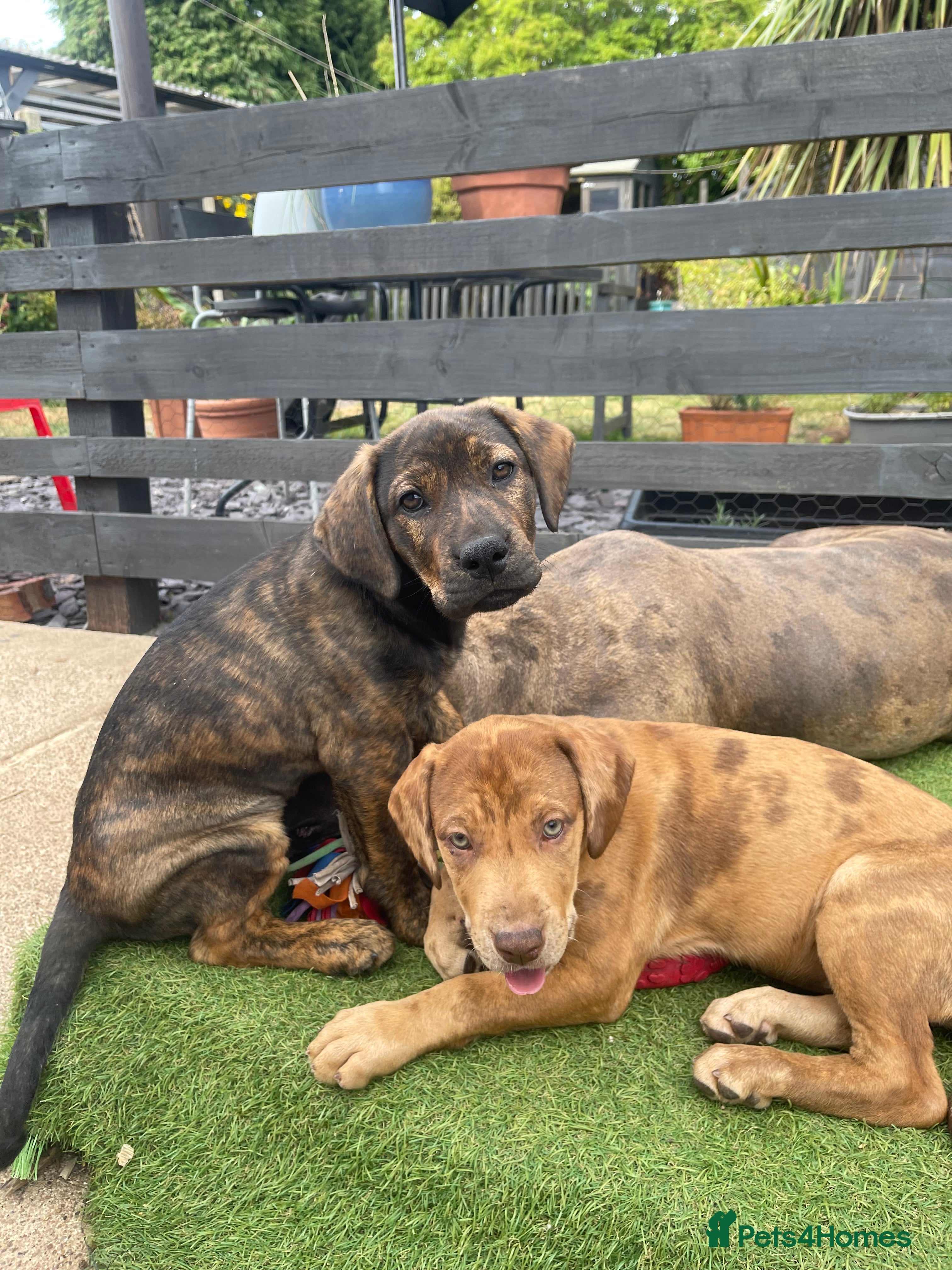 Mixed Breed dogs Spaniel x Shar pei - Unique Mixed Breed - Advert 2