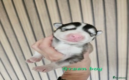 Alaskan Malamute dogs for sale: Alaskan Malamute puppies  - Advert 25