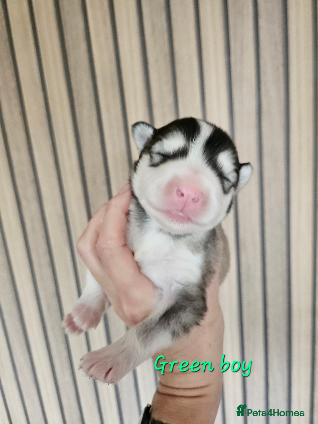 Alaskan Malamute dogs for sale: Alaskan Malamute puppies  - Advert 25