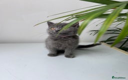 British Shorthair cats for sale: beautiful BSH girl (one girl left)  - Image 13
