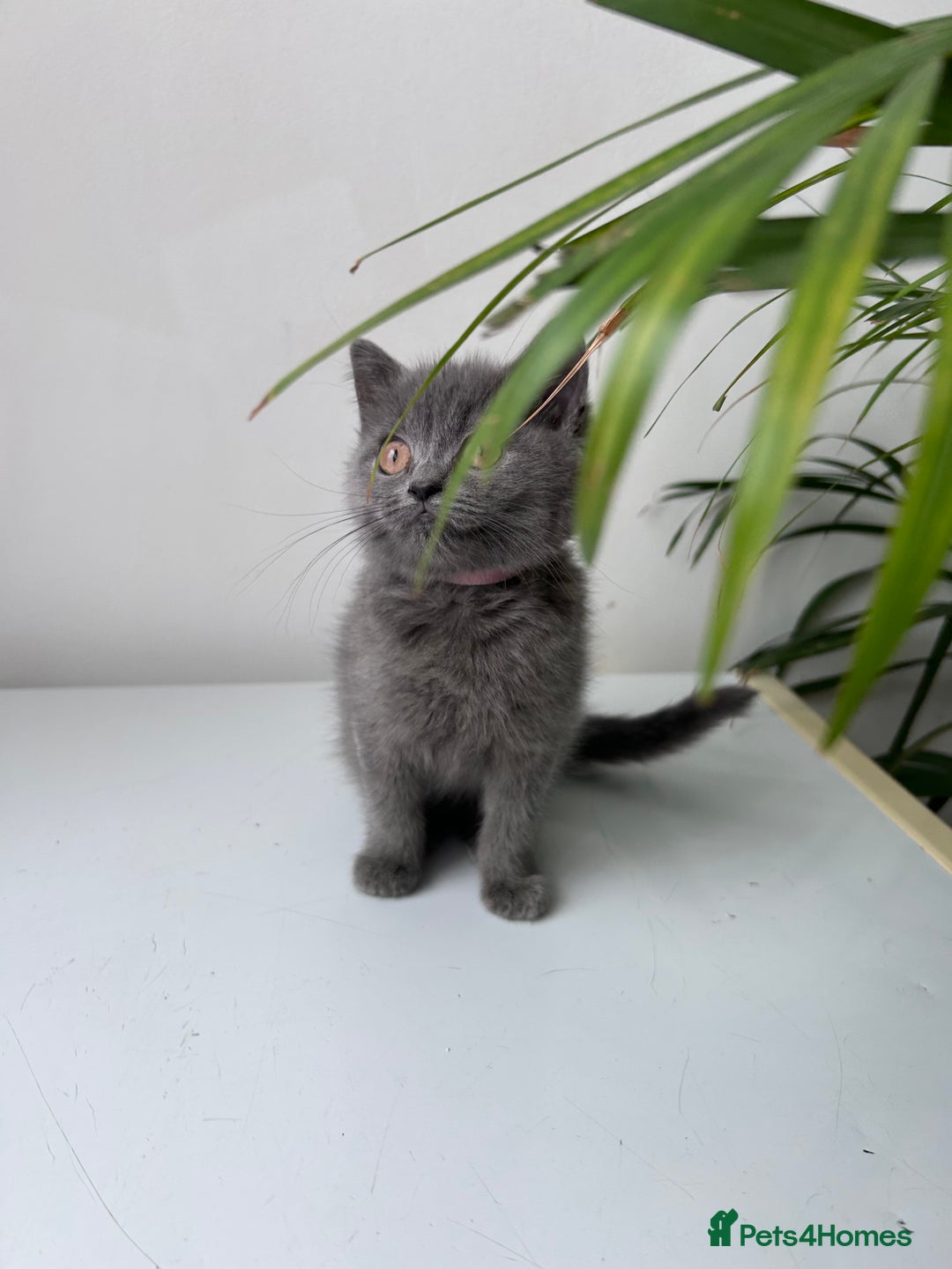 British Shorthair cats for sale: beautiful BSH girl (one girl left)  - Image 13