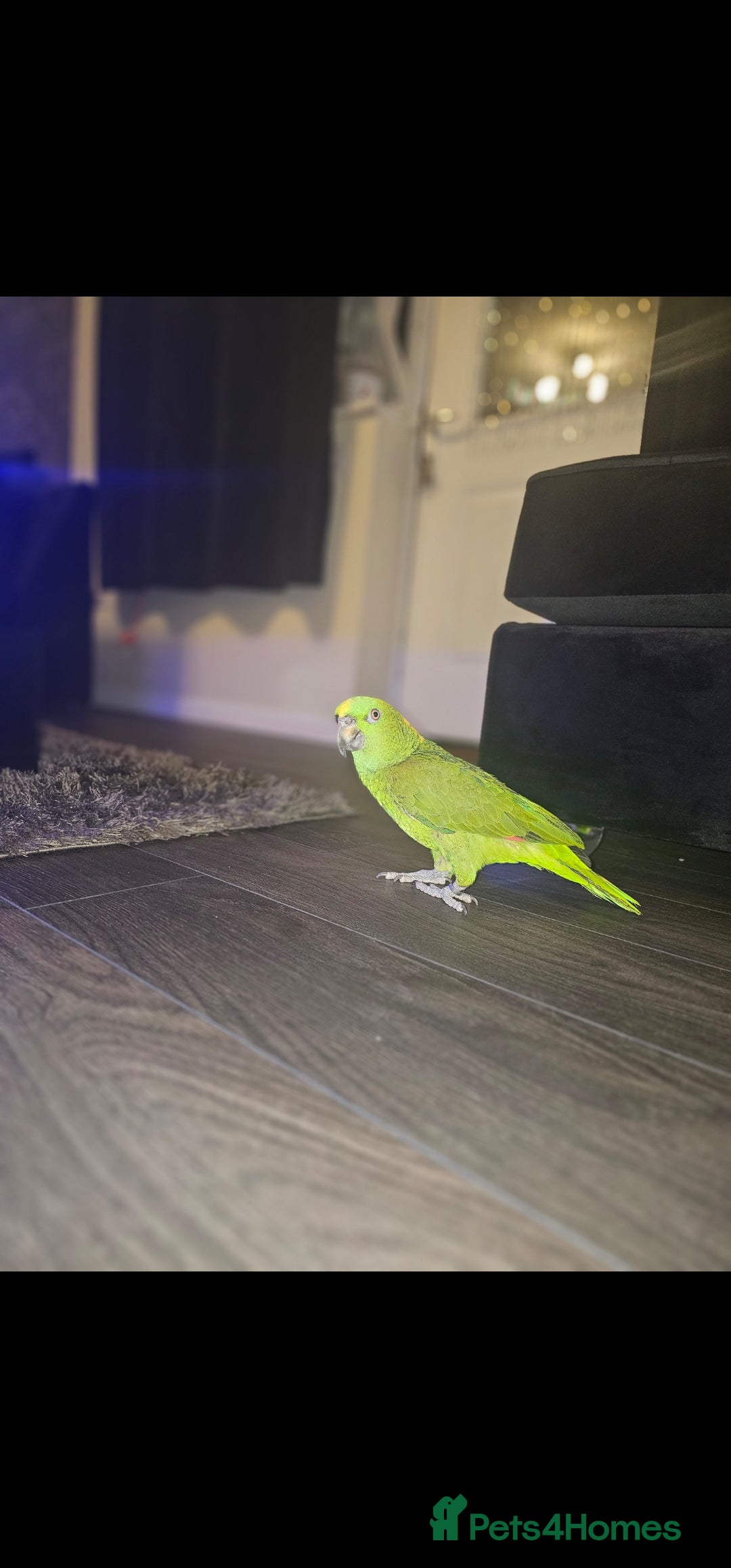 Parrots birds for sale: Yelow nape amazon - Image 24