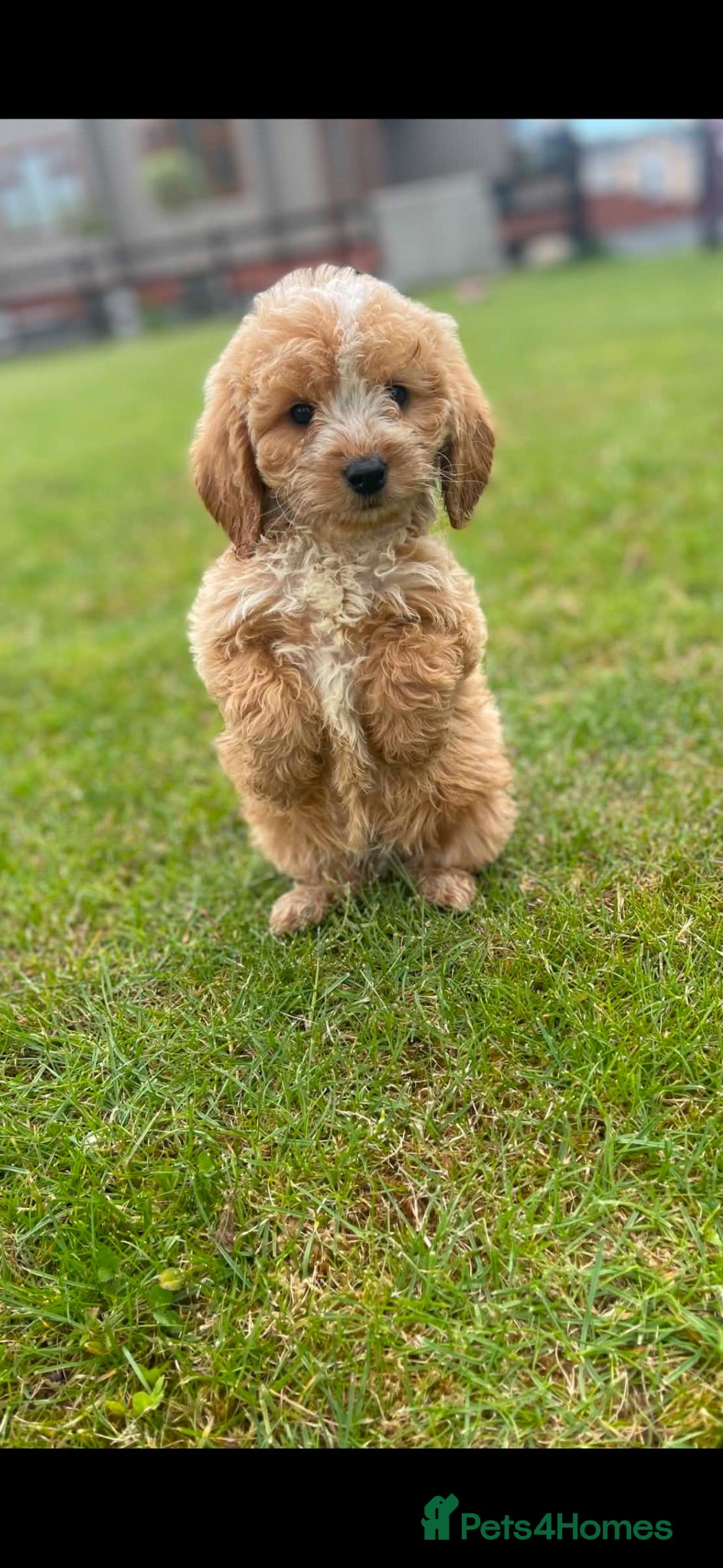 Cockapoo dogs READY TO LEAVE BEAUTIFUL MINIATURE COCKERPOOS  - Advert 5