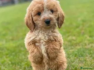 Cockapoo dogs READY TO LEAVE BEAUTIFUL MINIATURE COCKERPOOS - Advert 5