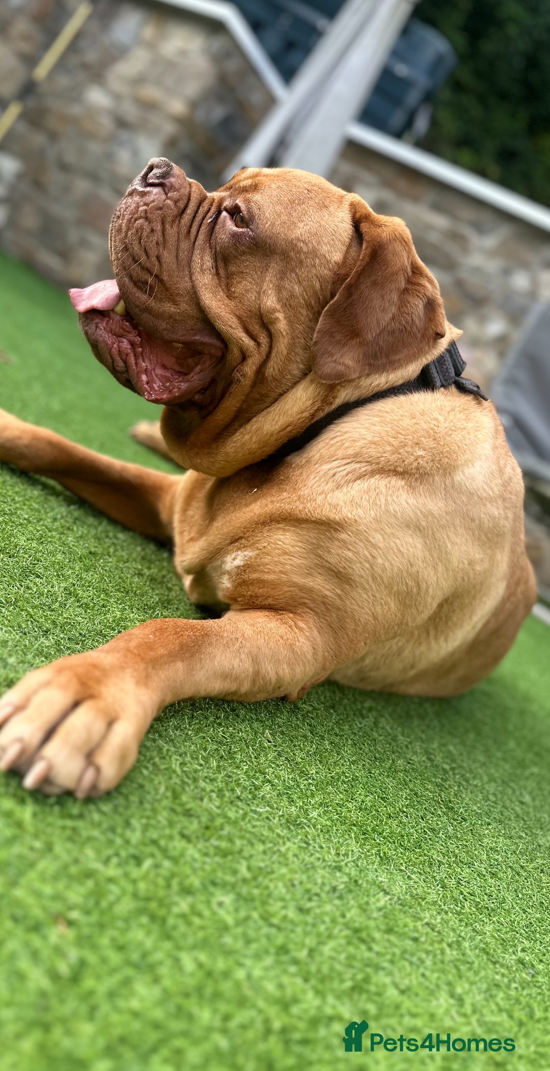 Dogue De Bordeaux dogs for sale: Niko 2 year old Dogue De Bordeaux - Image 4