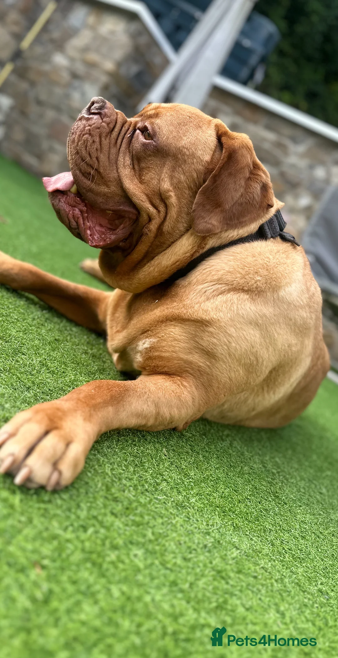 Dogue De Bordeaux dogs for sale: Niko 2 year old Dogue De Bordeaux - Advert 4