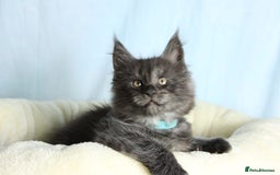 Maine Coon cats for sale: 🔥Stunning Maine Coon kittens🔥 - Image 13