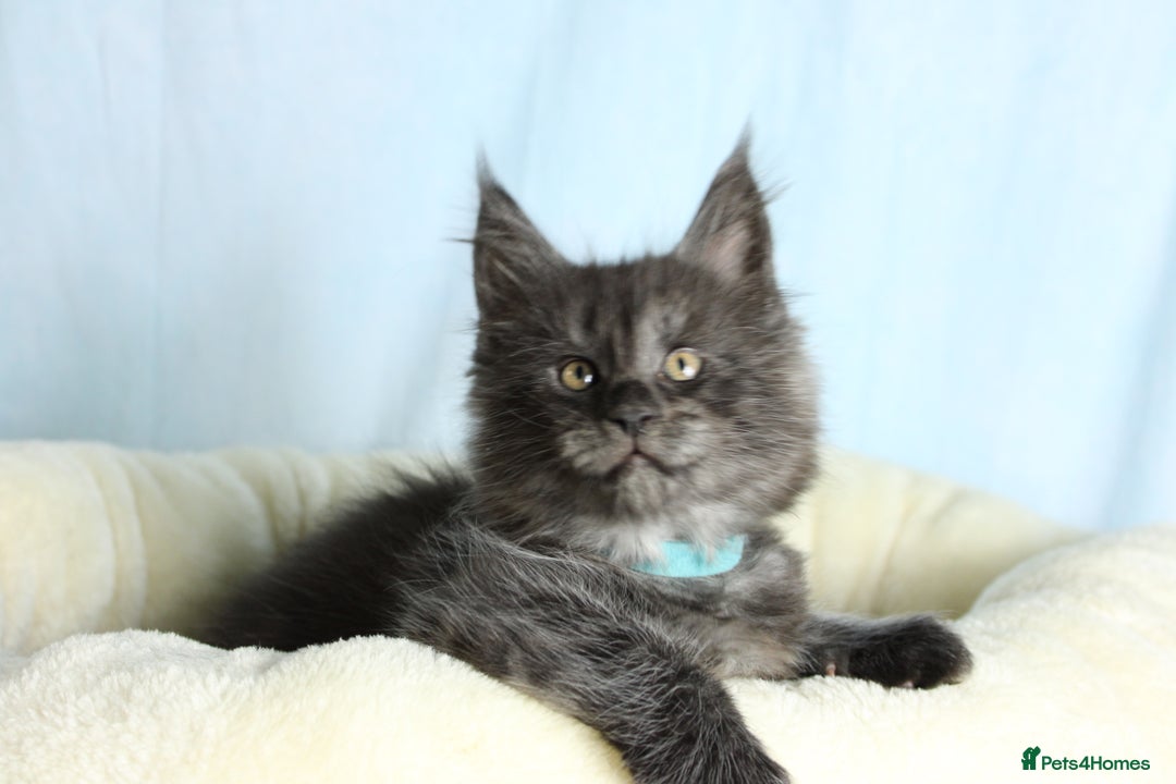 Maine Coon cats for sale: 🔥Stunning Maine Coon kittens🔥 - Image 13