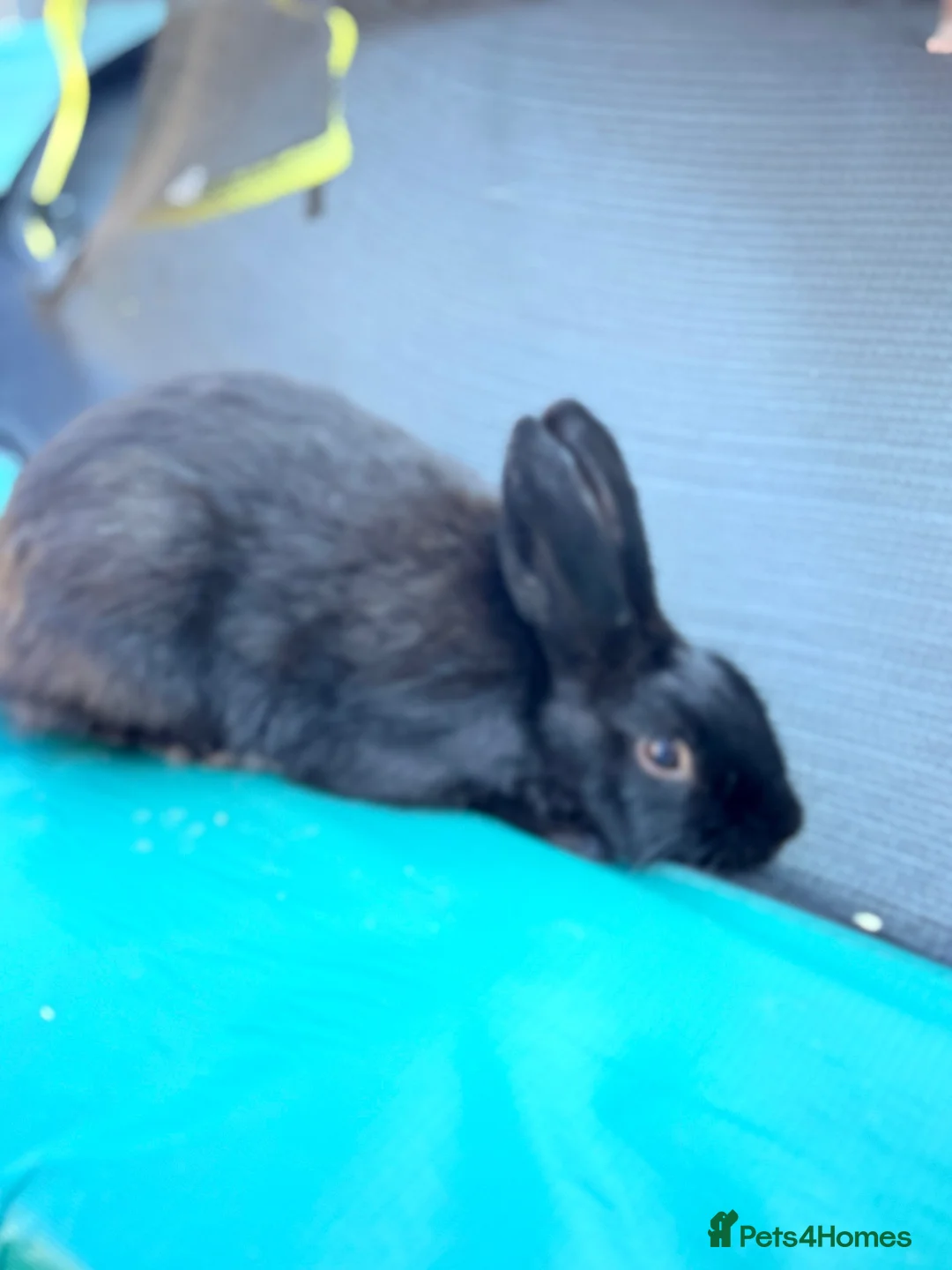 Mixed Breed rabbits for sale: Bunny - Advert 2