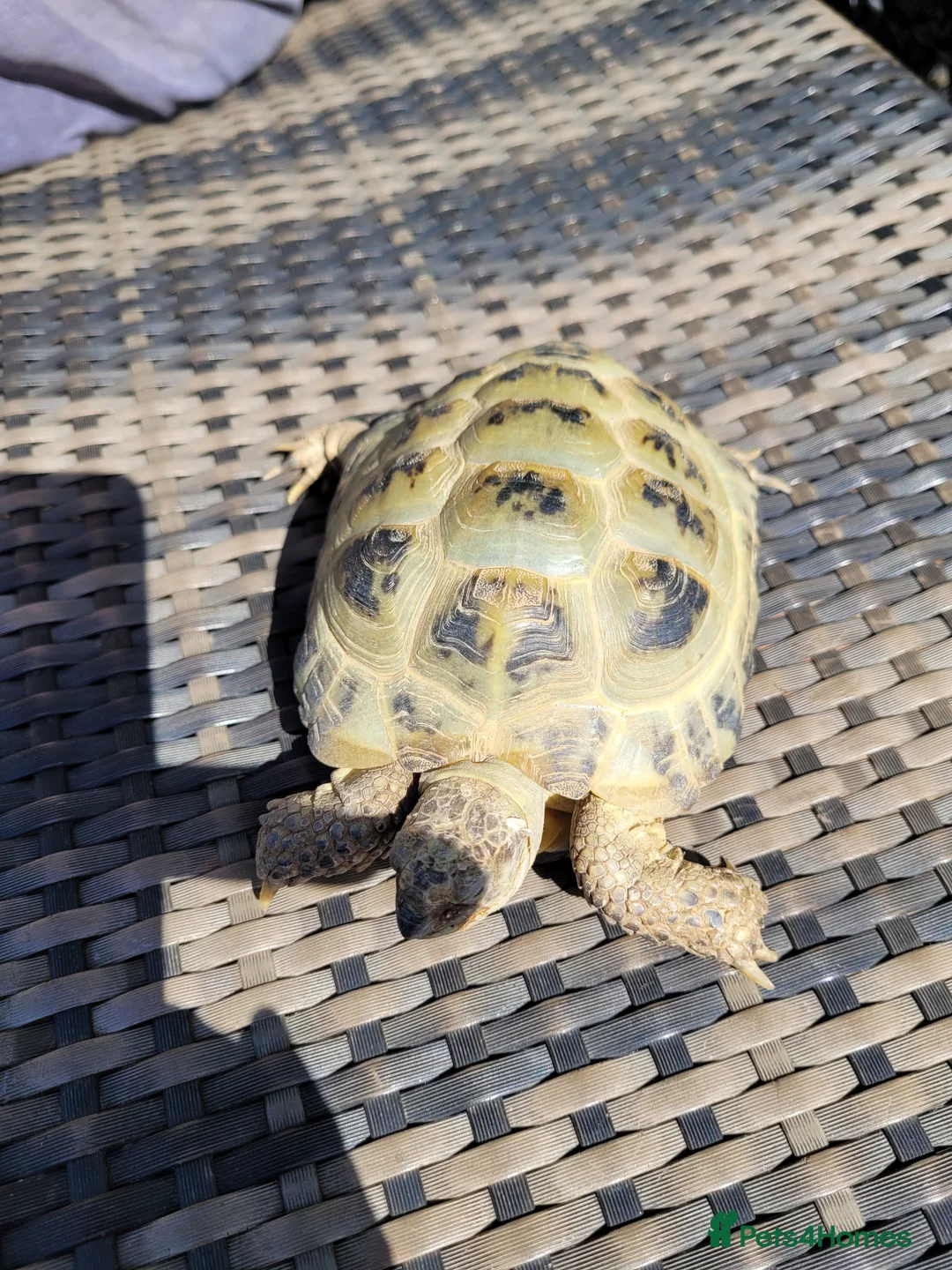 Tortoise reptiles for sale: Male Horsefield tortoise. 5 years old in Teignmouth - Advert 2