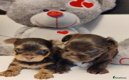 Yorkshire Terrier dogs for sale: Outstanding RARE Yorkshire terrier chocolate  - Image 5