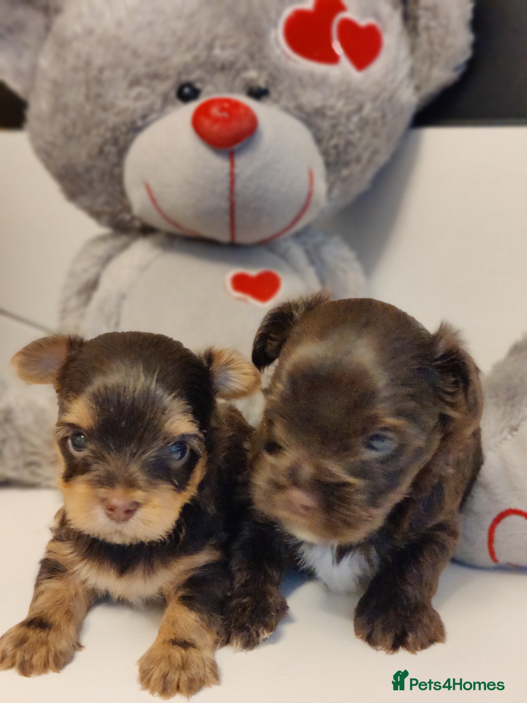 Yorkshire Terrier dogs for sale: Outstanding RARE Yorkshire terrier chocolate  - Image 5