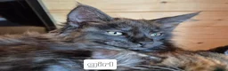 Maine Coon cats for sale: Mein con  - Advert 10