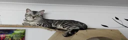 Bengal cats for sale: Gorgeous Tica Active Silver Bengal - Advert 5