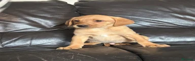 Labrador Retriever 1
