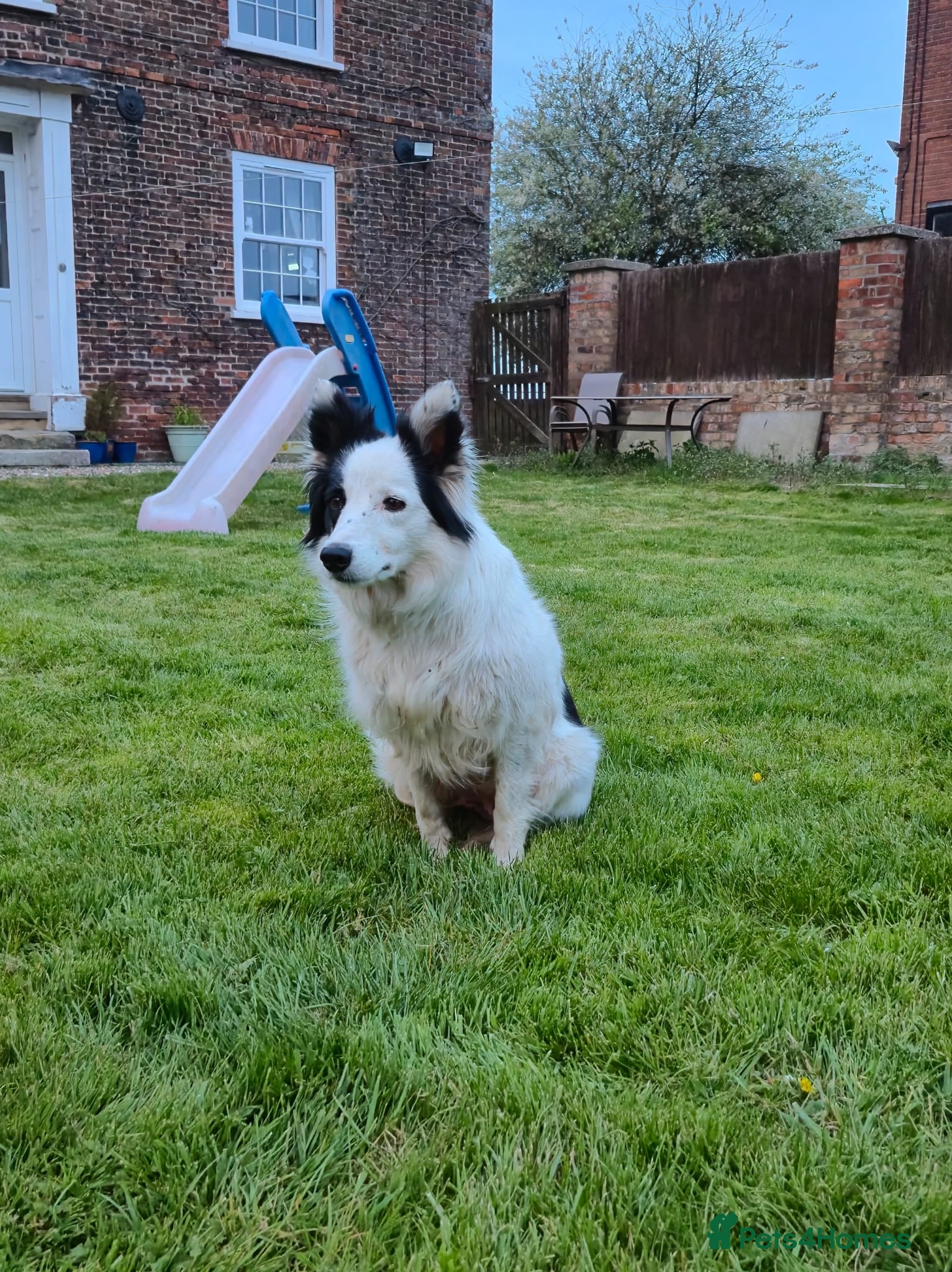 Mixed Breed dogs Border collie cross huntaway - Advert 1