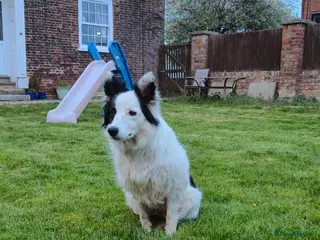 Mixed Breed dogs Border collie cross huntaway - Advert 2