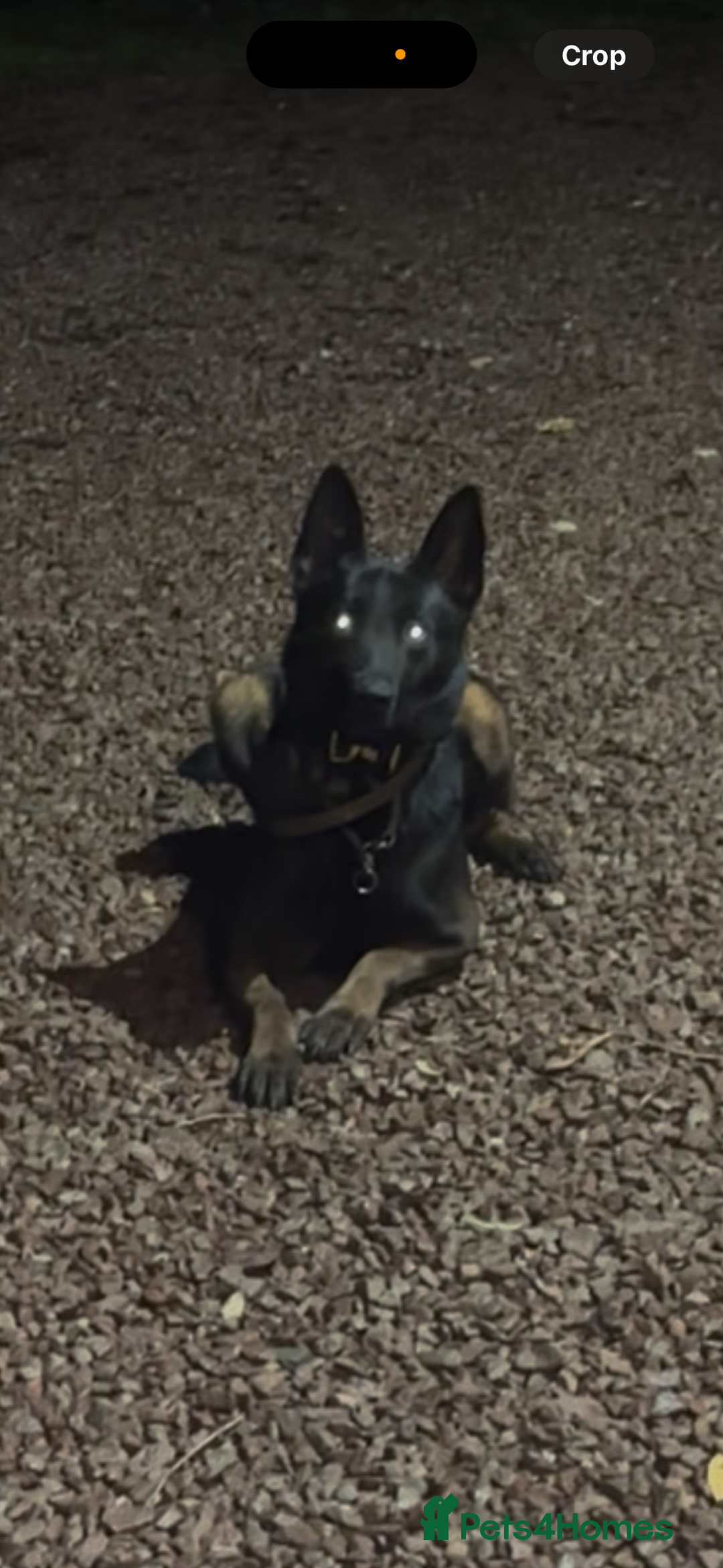 Belgian Shepherd Dog dogs for sale: FAMILY PROTECTOR-PANTHER DUTCH HERDER  - Advert 4