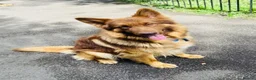 German Shepherd dogs for sale: 10 beautiful pure pedigree KC reg pup!  in Barnstaple - Advert 13