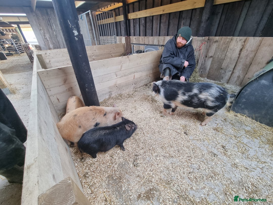 Pig livestock for sale: Stunning mini pigs - Advert 1