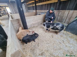 Pig livestock Stunning mini pigs - Advert 1