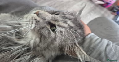 Maine Coon cats in Heckmondwike - Advert 4
