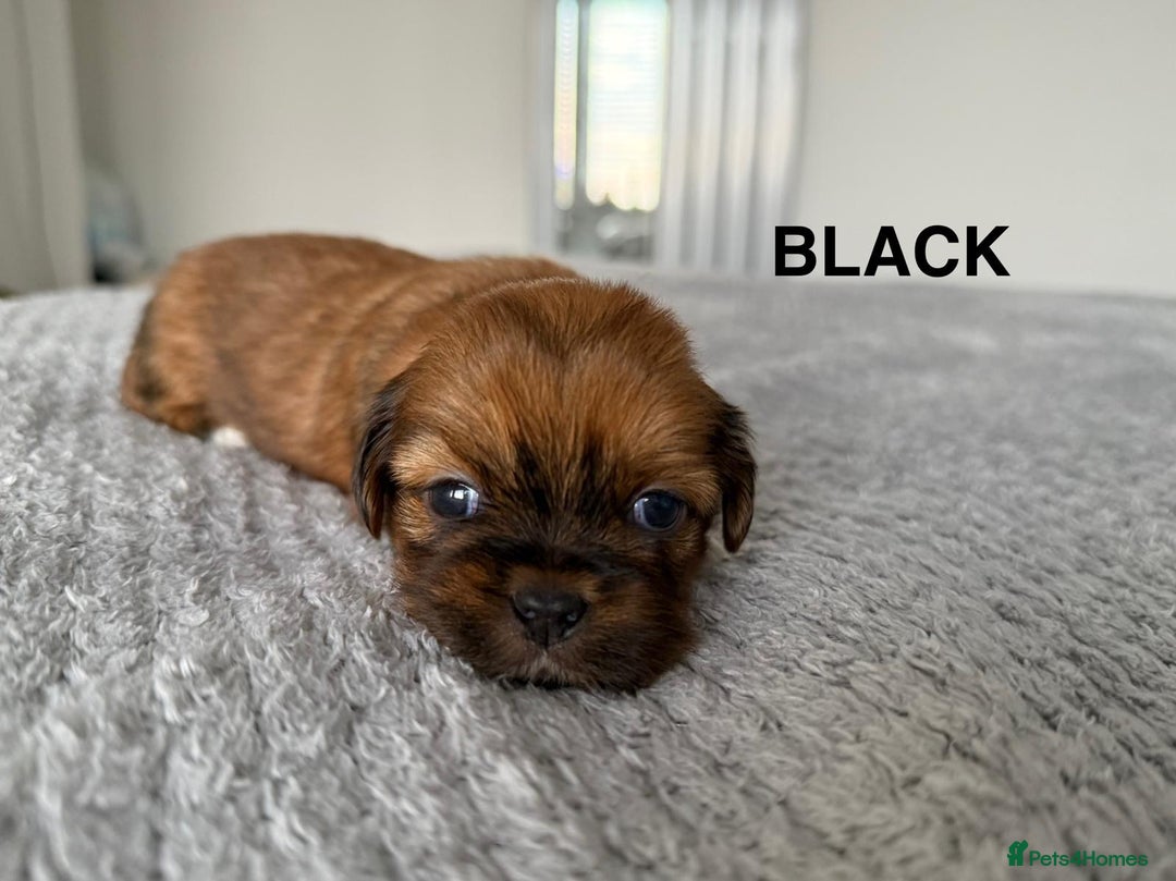 Lhasa Apso dogs for sale: Full Pedigree KC REG LHASA APSO PUPPIES !!! - Image 2
