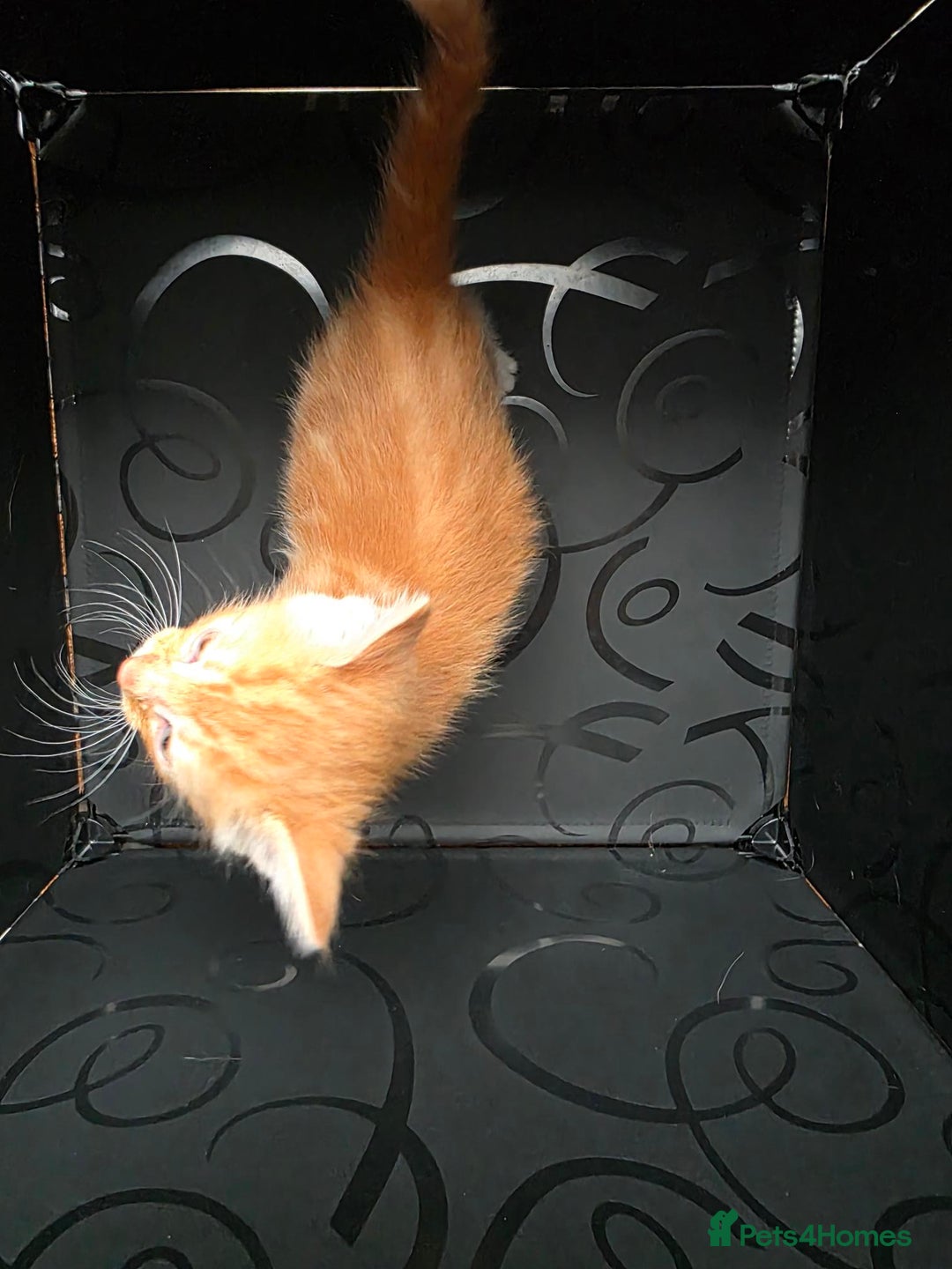 British Shorthair cats for sale: Rare ginger females. 1 male. British shorthair - Advert 37