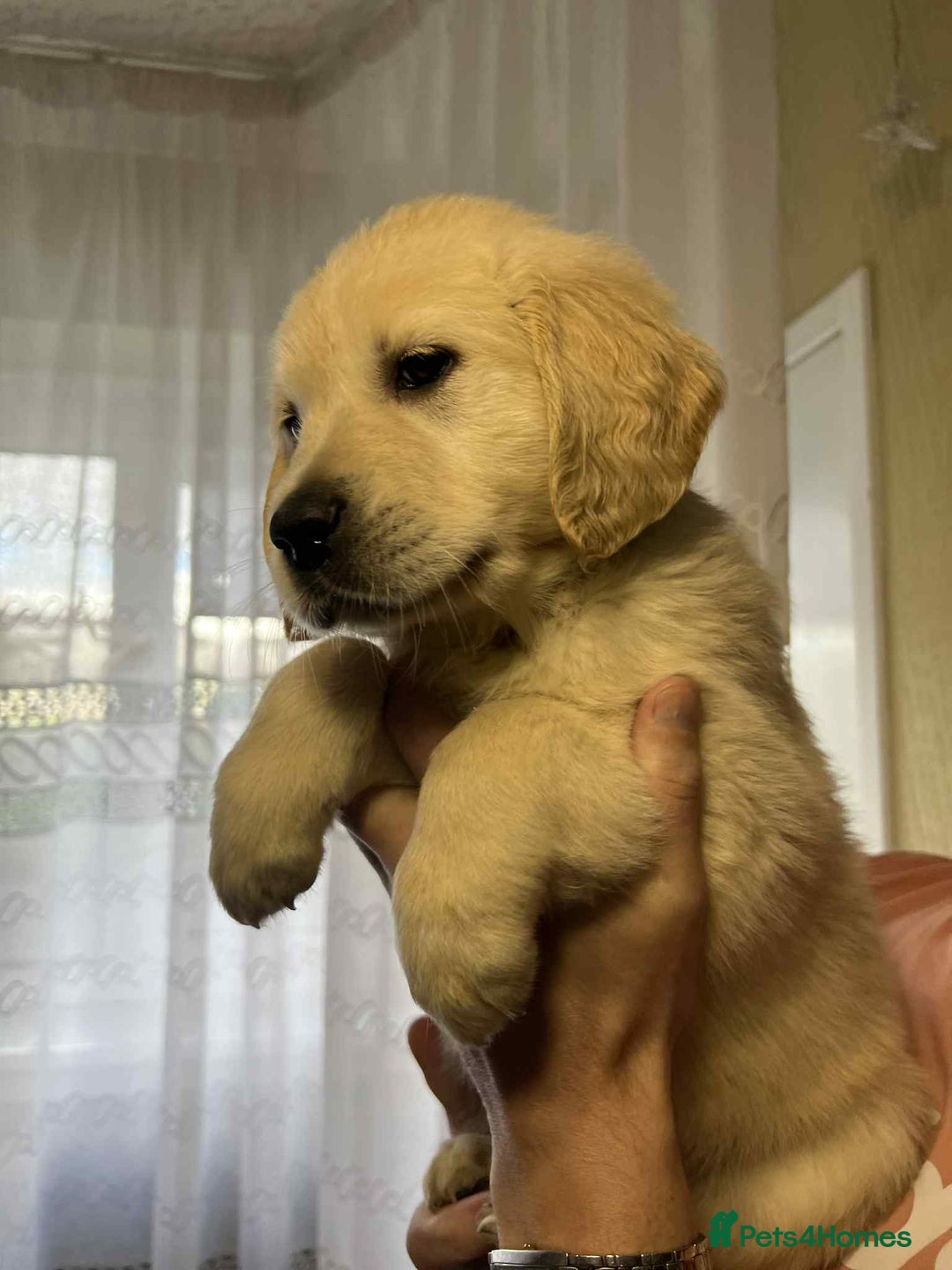 Golden Retriever dogs for sale: Golden Retriever puppies - Last Girls - Image 12