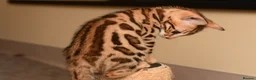 Bengal cats for sale: Registered pedigree bengal kittens - Advert 33
