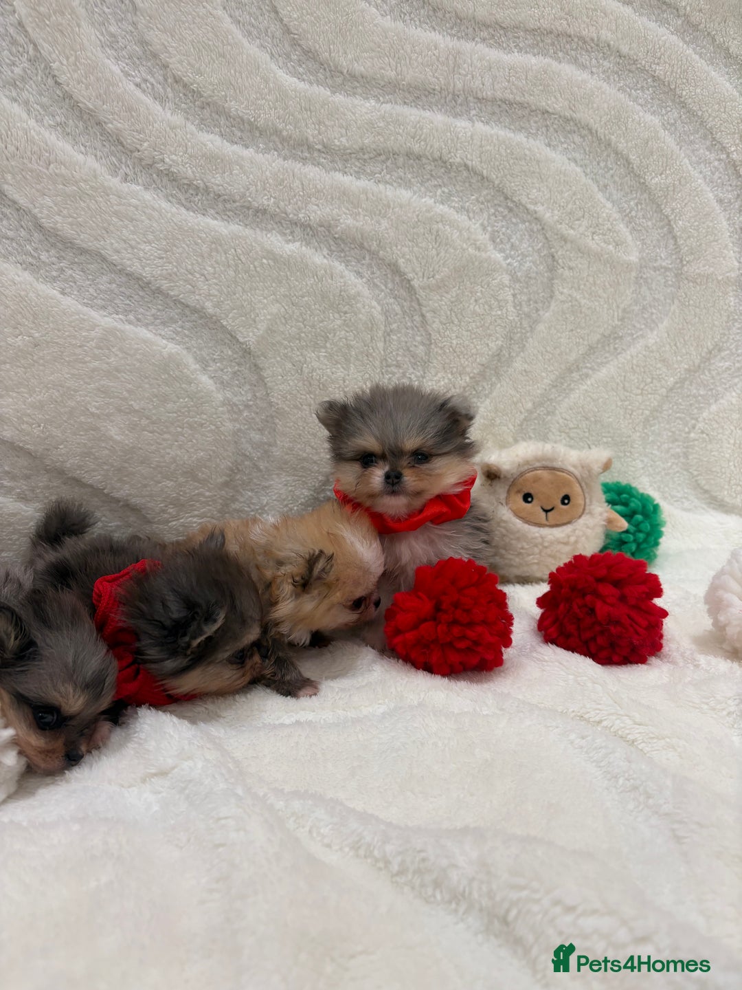 Pomeranian dogs for sale: RARE MINI MERLE FLUFFY POMERANIANS  - Advert 4