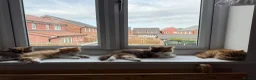 British Longhair cats for sale: Available now 😻 British Longhair kittens - TICA  - Advert 22