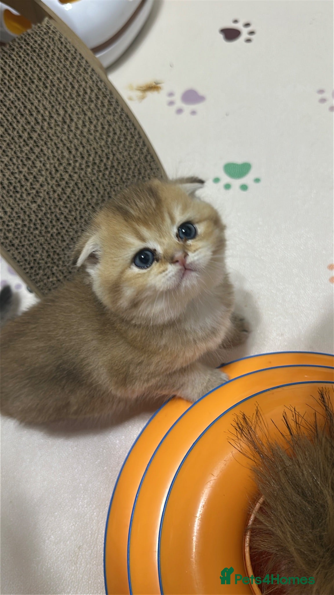 Scottish Fold cats     Beautiful Scottish Kittens for Reservation 🥰 - Advert 1