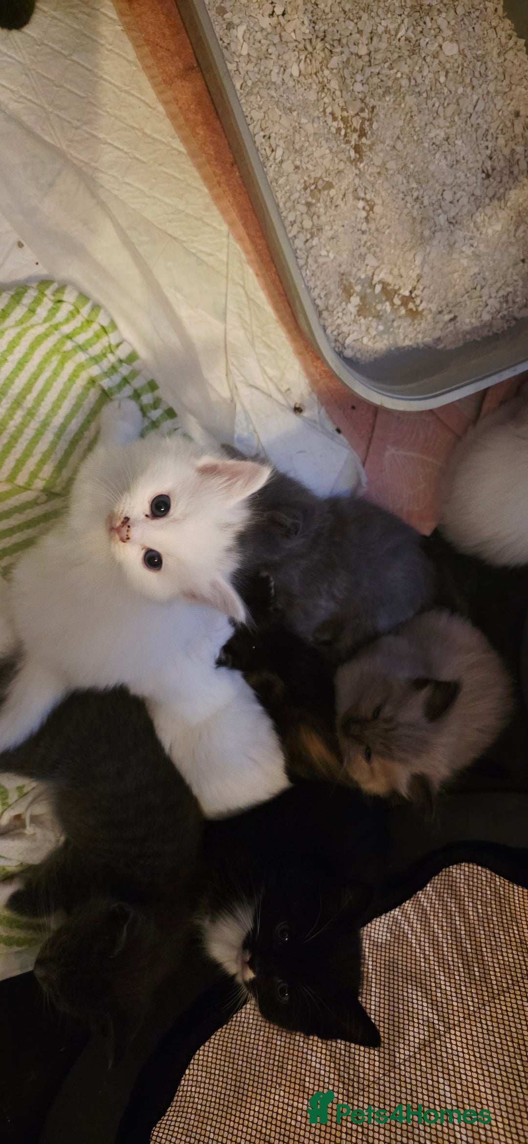 Ragdoll cats for sale: Ragdoll mum kittens - Image 1