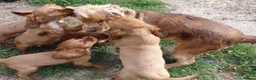 Cavalier King Charles Spaniel dogs for sale: 🐾 Beautiful Cockalier Puppies 🐾 - Advert 13