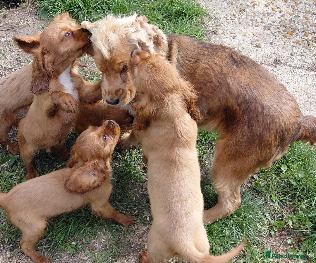 Cavalier King Charles Spaniel dogs for sale: 🐾 Beautiful Cockalier Puppies 🐾 - Advert 13